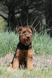 AIREDALE TERRIER 138